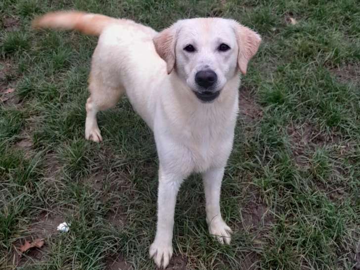 Femelle Labrador jaune de 1 an à vendre