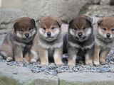 Chiots Shiba Inu LOF à réserver