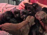 Chiots Terre-Neuve LOF à réserver