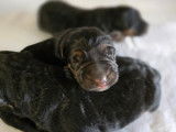 À réserver : 5 chiots Bergers Allemands LOF