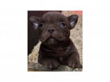 Chiots American Bully petit pocket à vendre