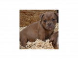 Chiots American Bully petit pocket à vendre