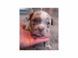 Chiots American Bully petit pocket à vendre