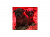 Chiots American Bully petit pocket à vendre