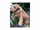 Chiots American Bully petit pocket à vendre