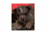 Chiots American Bully petit pocket à vendre