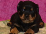 6 chiots Rottweilers LOF disponibles à l’achat