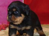 6 chiots Rottweilers LOF disponibles à l’achat