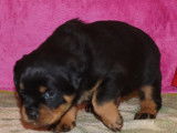 6 chiots Rottweilers LOF disponibles à l’achat