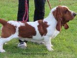 Chien Basset Hound LOF à vendre