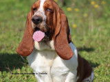 Chien Basset Hound LOF à vendre