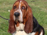 Chien mâle Basset Hound LOF disponible à l'achat