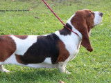 Chienne Basset Hound LOF à acheter