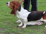 Une chienne Basset Hound LOF à réserver