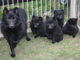 Chiots Schipperke (1 femelle et 2 mâles) à réserver