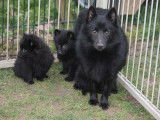Chiots Schipperke (1 femelle et 2 mâles) à réserver