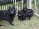 Chiots Schipperke (1 femelle et 2 mâles) à réserver
