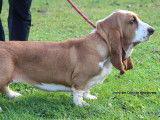 Chien femelle Basset Hound LOF disponible à l'achat