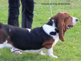 Chienne Basset Hound disponible à la vente (LOF)