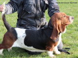 Chienne Basset Hound à vendre (LOF)