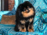 Chien mâle Spitz Poméranien noir et feu LOF pour saillie