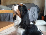 Mâle Cavalier King Charles LOF disponible pour saillie