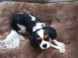 Mâle Cavalier King Charles LOF disponible pour saillie