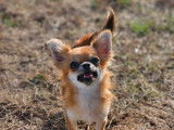 Une chienne Chihuahua LOF disponible à la vente
