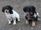 6 chiots Épagneuls Bretons LOF à vendre