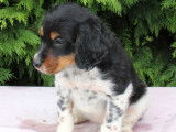 6 chiots Épagneuls Bretons LOF à vendre
