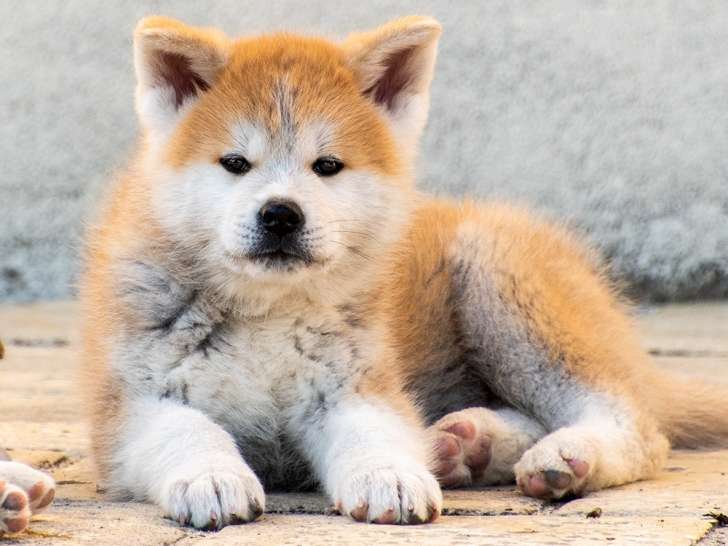 Chiots Akita Inu lof