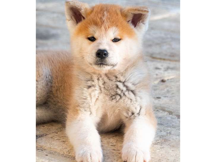 Chiots Akita Inu lof
