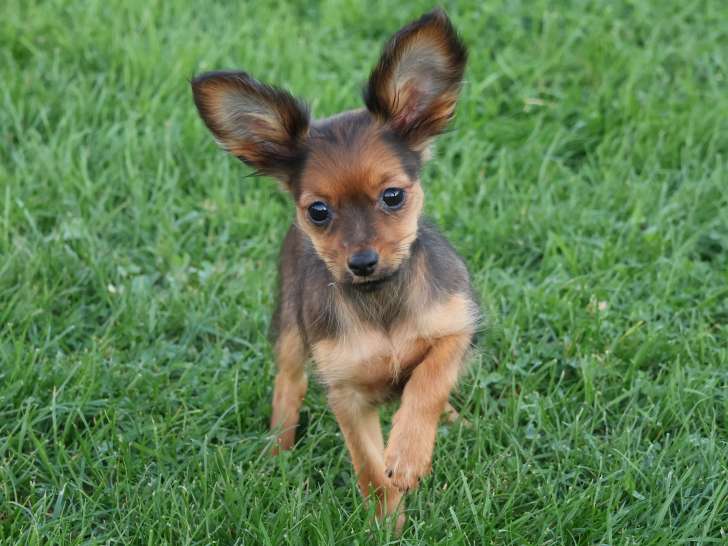 1 chiot femelle Russkiy Toy LOF à réserver