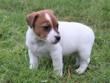 Adorables chiots Jack Russell LOF à vendre