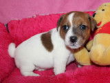 Adorables chiots Jack Russell LOF à vendre