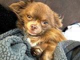 Mâle Chihuahua disponible pour saillie