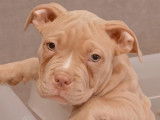 Très beaux chiots American Bully pocket à vendre