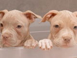 Très beaux chiots American Bully pocket à vendre