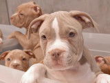 Très beaux chiots American Bully pocket à vendre