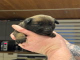 Très beaux chiots Berger Malinois à vendre