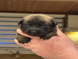 Très beaux chiots Berger Malinois à vendre