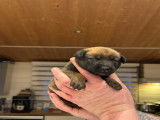 Très beaux chiots Berger Malinois à vendre
