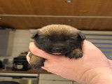 Très beaux chiots Berger Malinois à vendre