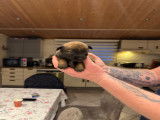 Très beaux chiots Berger Malinois à vendre