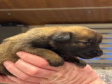 Très beaux chiots Berger Malinois à vendre