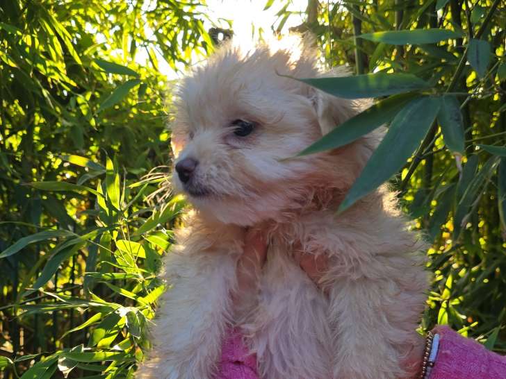 Incroyables chiots Maltipom à vendre