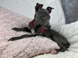 À vendre : 5 chiots Whippets LOF