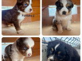 8 chiots Bergers Australiens LOF à réserver