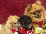 À réserver : chiots Spitz Nains LOF