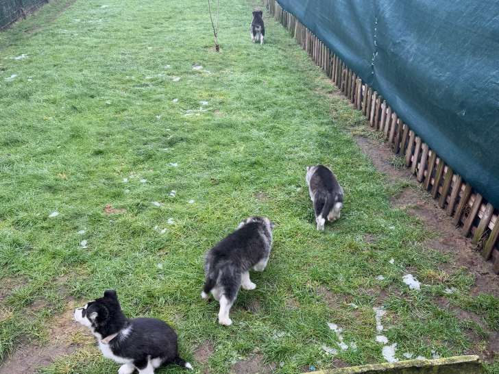 Chiots Husky de 8 semaines disponibles